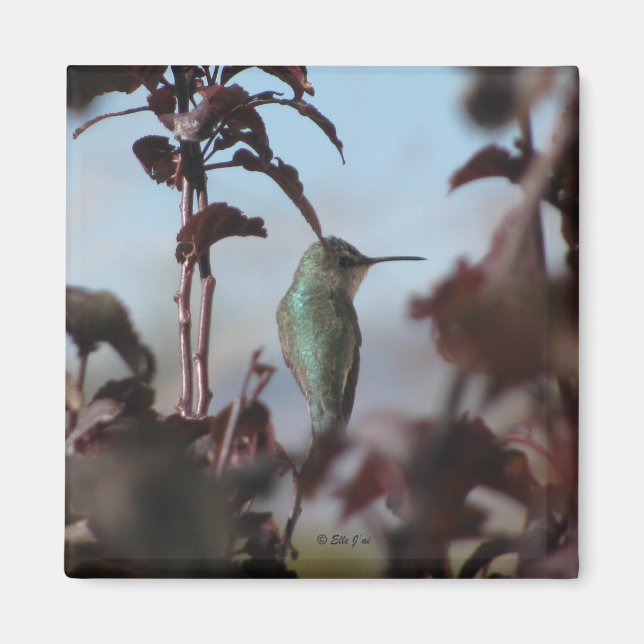 Hummingbird Magnet (Framsidan)
