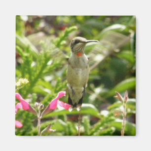 Hummingbird & Maraschino Magnet
