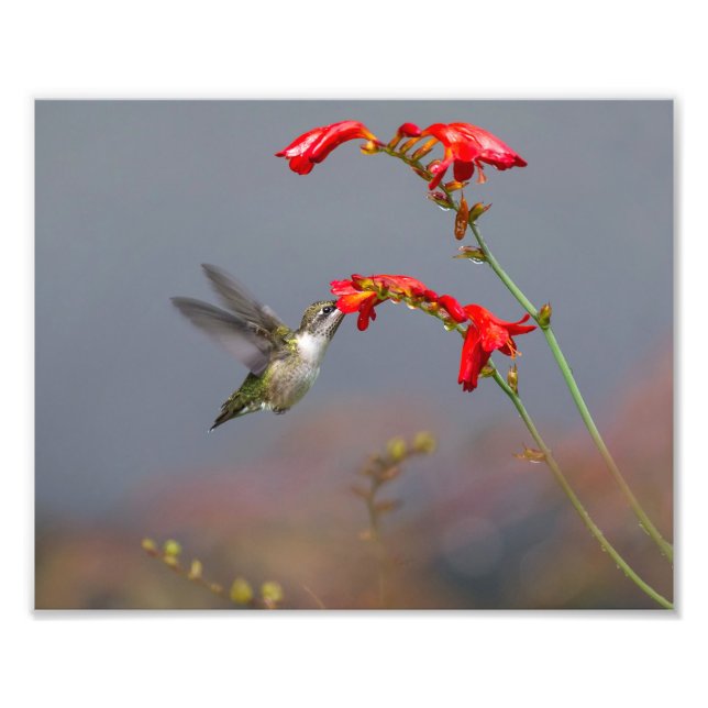 Hummingbird Matande krokosmia Fototryck (Framsidan)