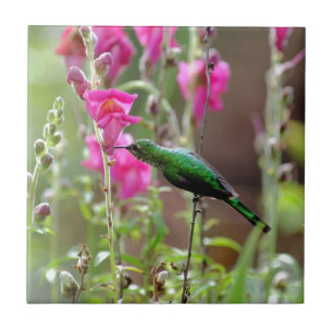 Hummingbird matande nektar kakelplatta