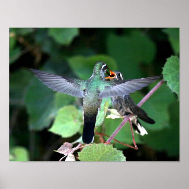 Hummingbird Matande Nestling Poster (Framsidan)