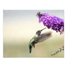Hummingbird matande på en fjärilstrubb
