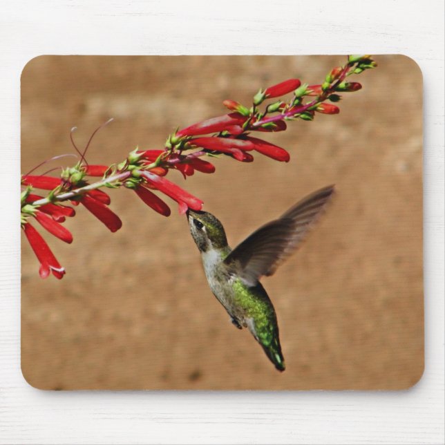Hummingbird Matande på Garden Musmatta (Framsidan)