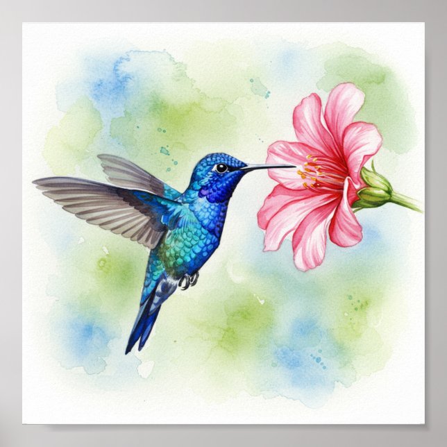 Hummingbird Matande Poster (Framsidan)