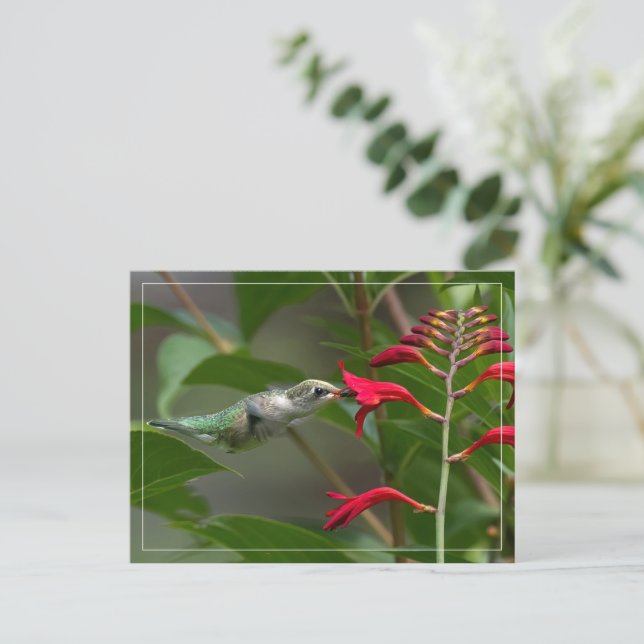 Hummingbird Matande rödkrokosmia Vykort (Stående Fram)