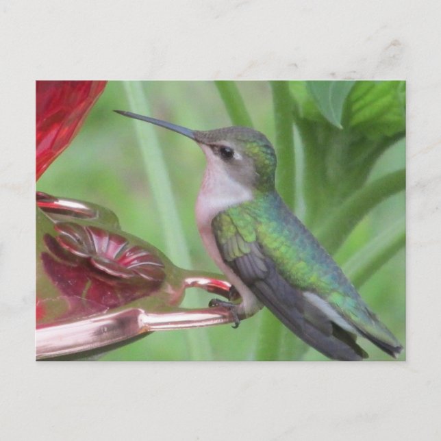 Hummingbird matande vykort (Framsida)