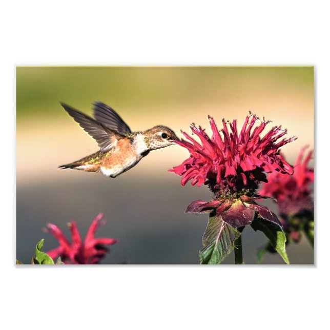 Hummingbird Matar Fototryck (Framsidan)