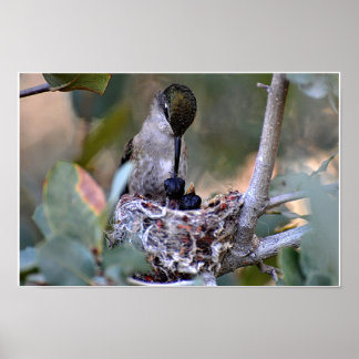 Hummingbird Matar tid Poster