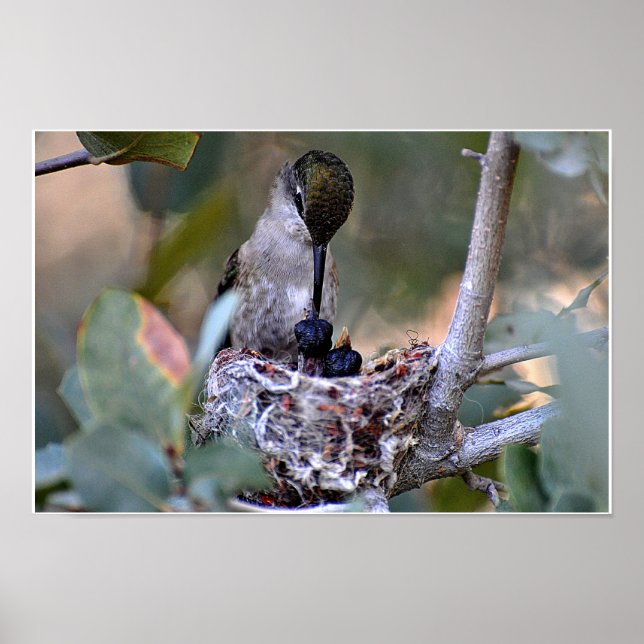 Hummingbird Matar tid Poster (Framsidan)