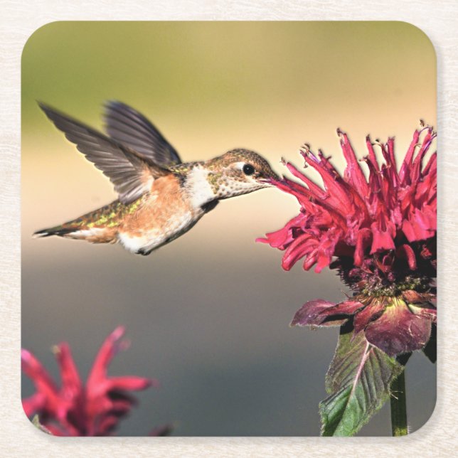 Hummingbird Matar Underlägg Papper Kvadrat (Framsidan)