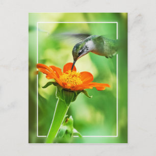 Hummingbird Meal Vykort