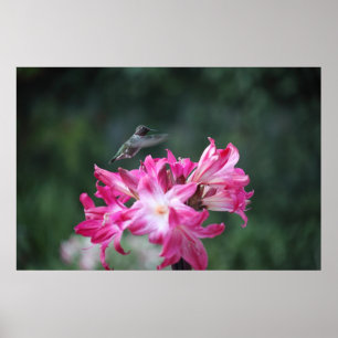 hummingbird med belladonnaliljar poster
