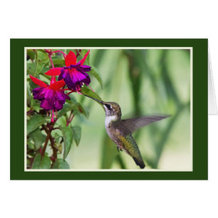Hummingbird med Fuchsia Hälsningskort