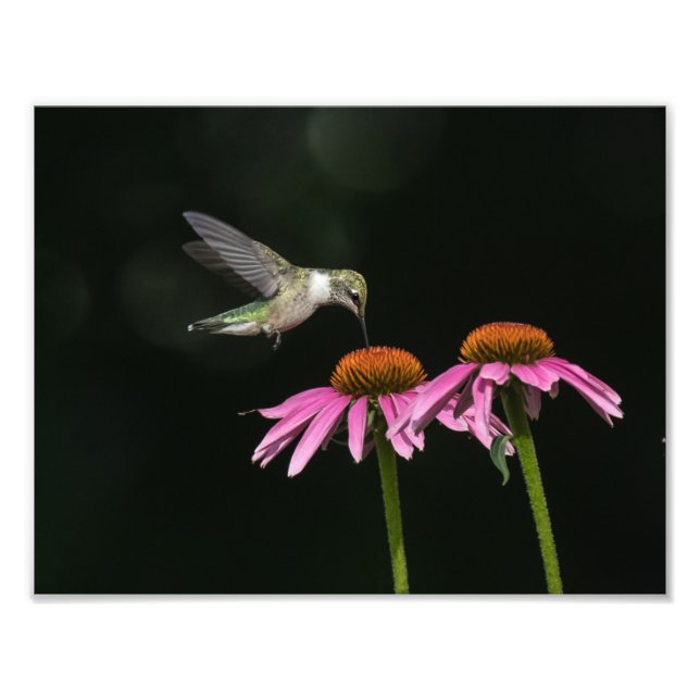 Hummingbird med kofflor fototryck (Framsidan)