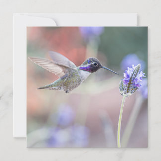 Hummingbird med Lavender I Tack Kort