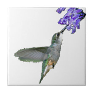 Hummingbird med Mona lavendel Kakelplatta