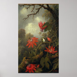 Hummingbird med passionsblommor poster