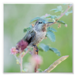 Hummingbird med rosa blomma fototryck