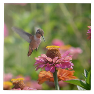 Hummingbird med Zinnias Kakelplatta