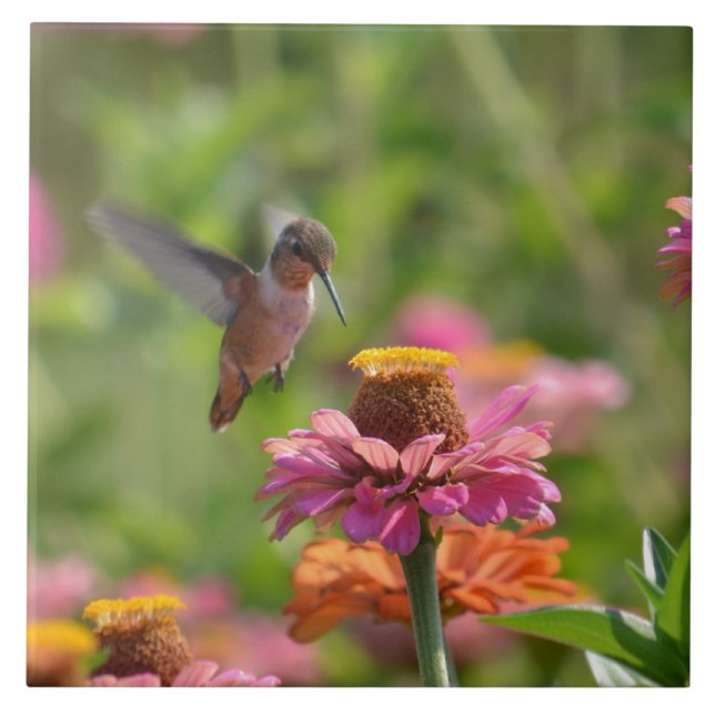 Hummingbird med Zinnias Kakelplatta (Framsidan)