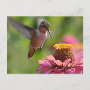 Hummingbird med Zinnias Vykort