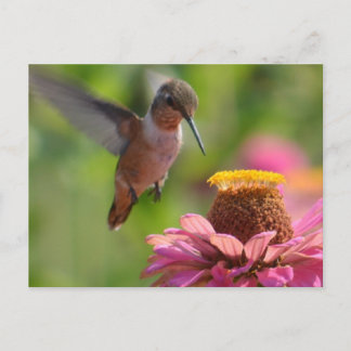 Hummingbird med Zinnias Vykort