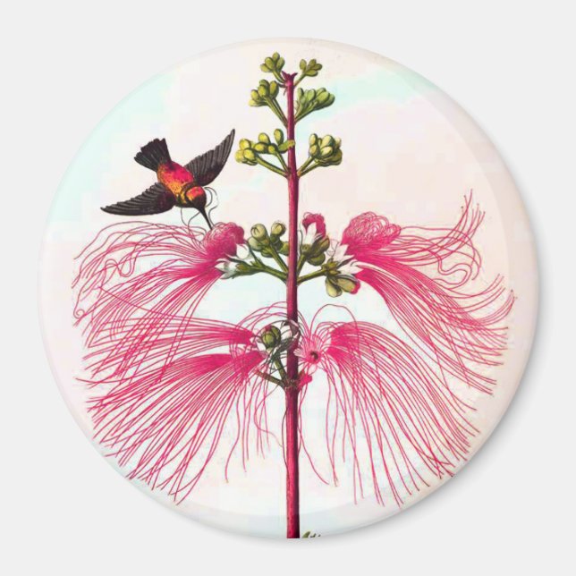 Hummingbird mimosa träd vintage magnet (Framsidan)