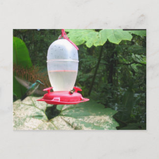 Hummingbird - Monteverde, Costa Rica Vykort