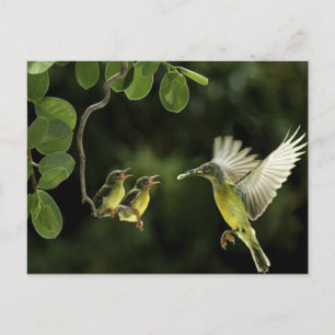 Hummingbird Mor Vykort