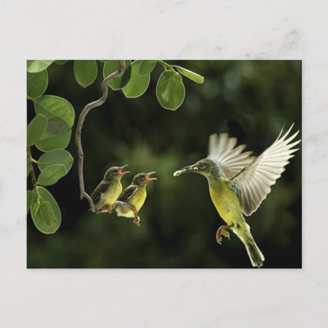 Hummingbird Mor Vykort (Framsida)