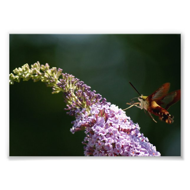 HummingBird Moth 7 x 5 Photographic Print Fototryck (Framsidan)