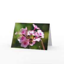 Hummingbird Moth Blank Greeting Card
