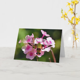 Hummingbird Moth Blank Greeting Card Kort