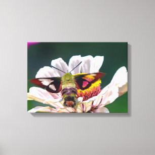 Hummingbird Moth Canvastryck