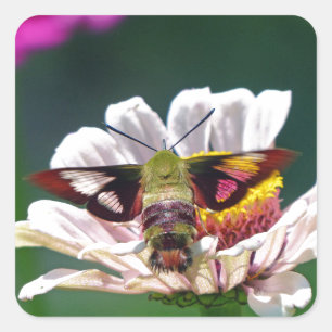 Hummingbird Moth Fyrkantigt Klistermärke