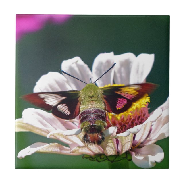 Hummingbird Moth Kakelplatta (Framsidan)