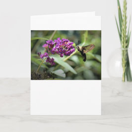 Hummingbird Moth, kort