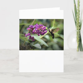 Hummingbird Moth, kort