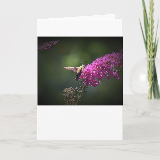 Hummingbird Moth, kort (Framsida)