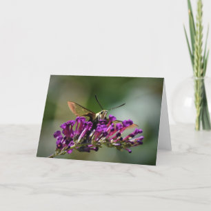 Hummingbird Moth, kort