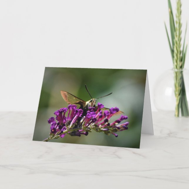 Hummingbird Moth, kort (Framsida)