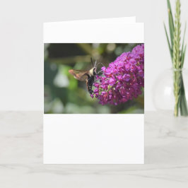 Hummingbird Moth, kort