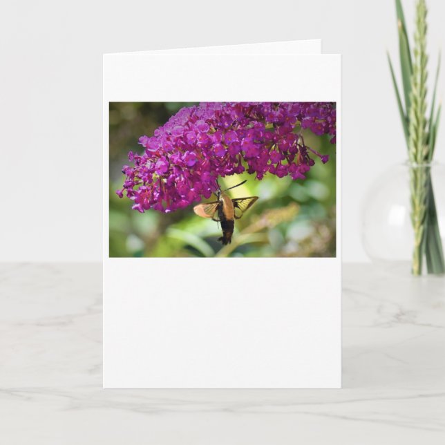 Hummingbird Moth, kort (Framsida)