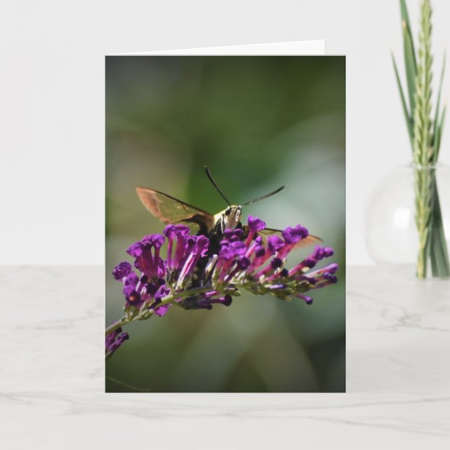 Hummingbird Moth, kort (Framsida)
