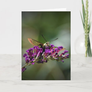 Hummingbird Moth, kort