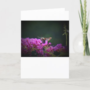 Hummingbird Moth, kort