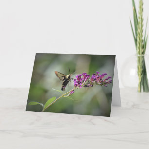 Hummingbird Moth, kort