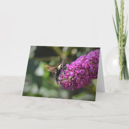 Hummingbird Moth, kort