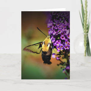 Hummingbird Moth, kort