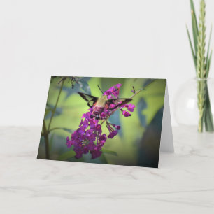 Hummingbird Moth, kort